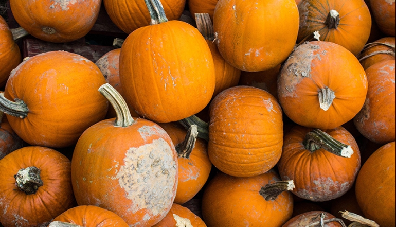 Biten demons lector in henderit in vulp